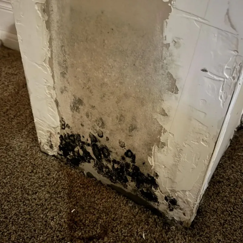Professional Mold Removal in Oregon County, MO